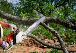 Best Tree Cabling and Bracing  in Tashua, CT